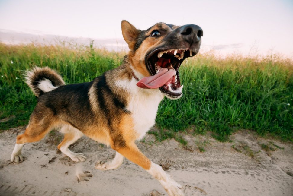 barking-angry-aggressive-mixed-breed-dog-running-i-QTGYXKE