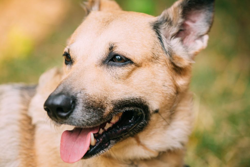 close-up-of-mongrel-mixed-breed-female-dog-with-to-2021-08-26-23-05-44-utc-2