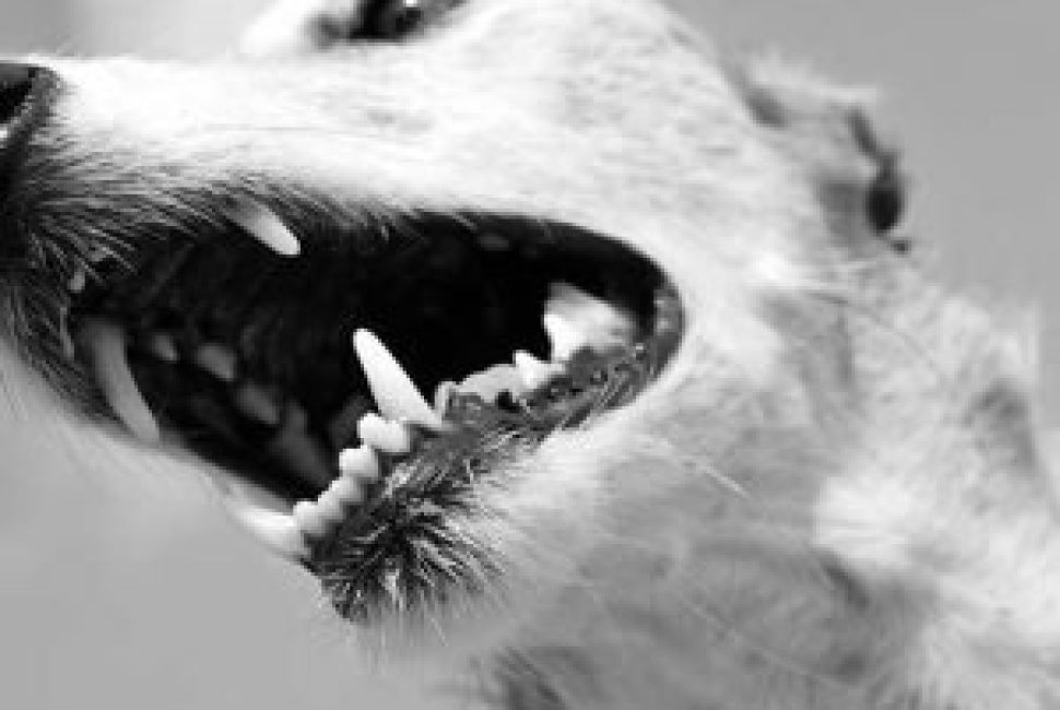 dentista-animal-300x300-1