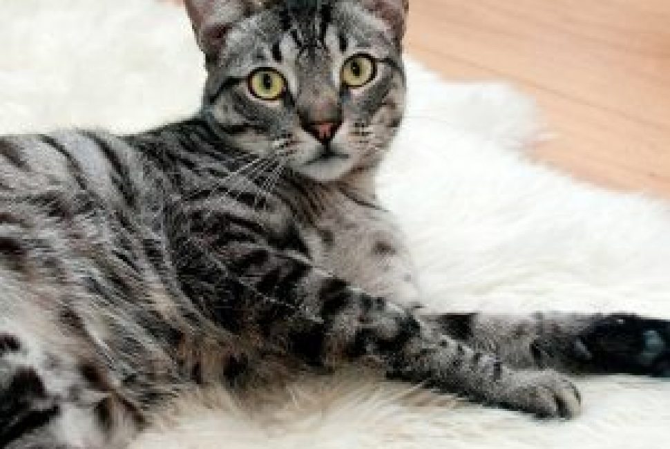 gato-300x300-3