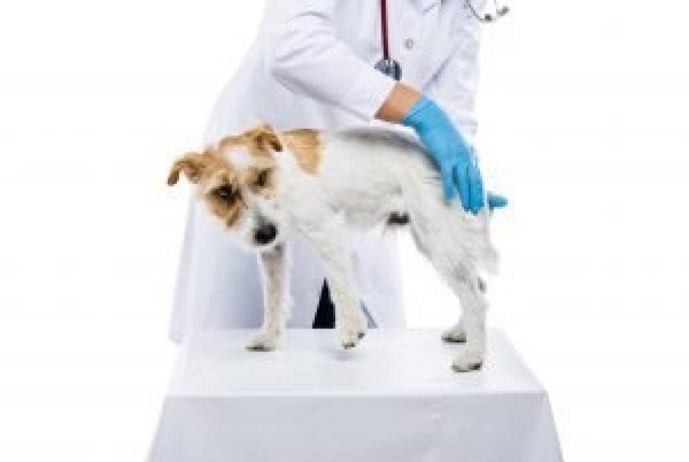 graphicstock-female-veterinarian-examining-parson-russell-terrier-dog-solated-on-white_rAbkCpXhb-min-300x217-3