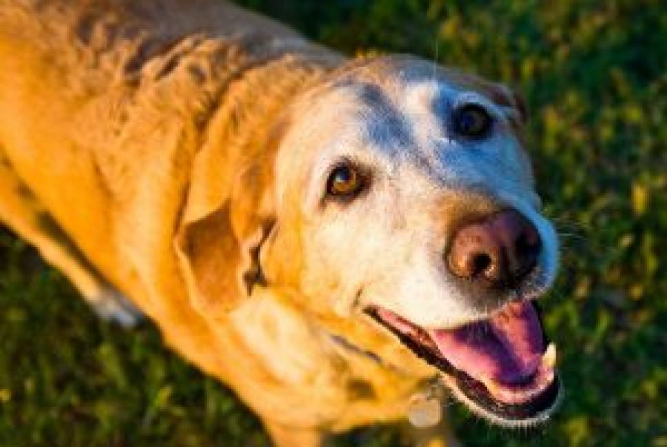 old-dog-1582205_1280-300x300-1