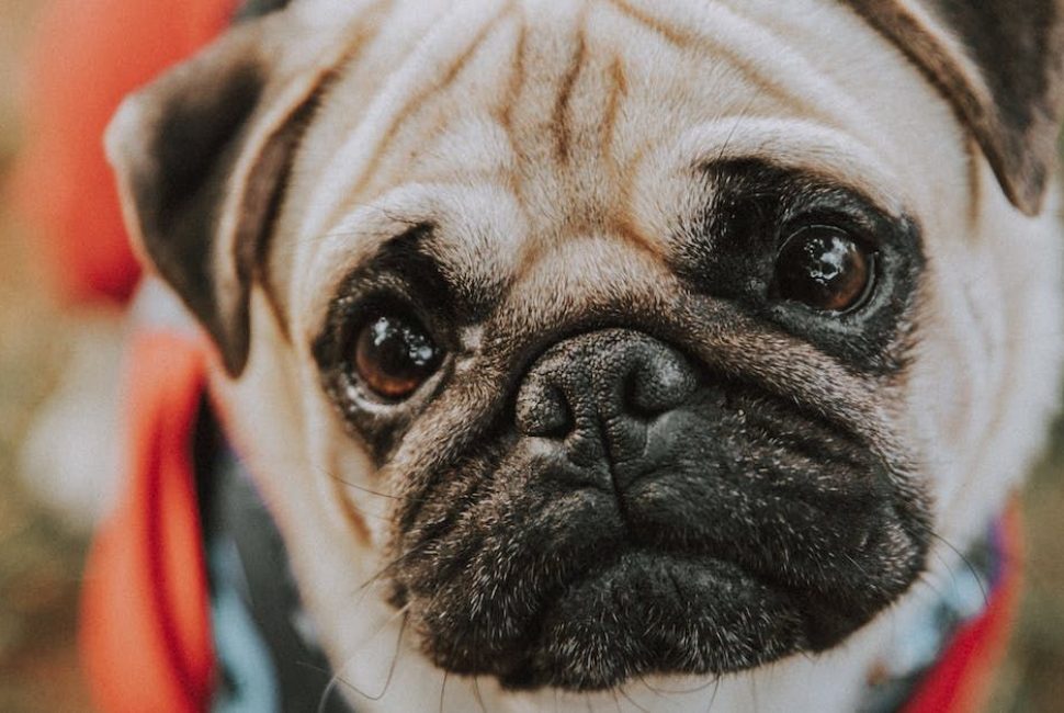 pexels-photo-16615002-2