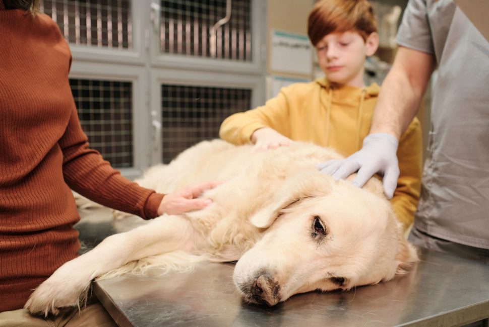 sick-dog-at-clinic-2021-09-24-03-18-32-utc-2